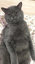 猫：天天在家呆着也太无聊了！