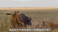 彪悍水牛大战狮群，与狮子展开殊死搏斗，全程让人看的惊心动魄