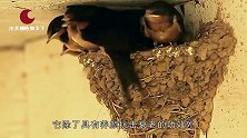 话说燕窝真的是燕子的口水么？真相在这里，看完你都不敢相信