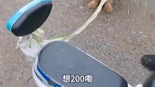 农村狗市：被狗贩勒着脖子吊起来，毫无还手之力，叫都不叫一声！