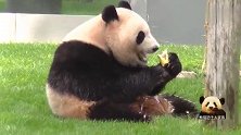 熊猫桃浜大快朵颐，开心享受美味的模样可爱到犯规