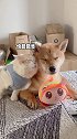 一只猫有多会撒娇？连狗子都被降服了柴犬 萌宠