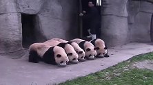 熊猫：一家人就要整整齐齐喝盆盆奶，谁也不可以抢谁的哦！
