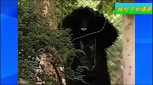 恶作剧：老头假扮一只黑猩猩，把帮拍摄的路人吓跑了