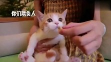 橘猫我饿急了连我自己都吃的,快把吃的给我!