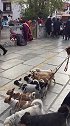 八廓街头的网红狗，比前阵子多了几只
