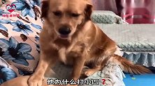 主人批评小金毛到处小便，狗妈妈拿出拖把：我们自己擦干净！真逗