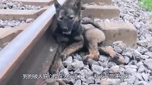 狗狗被人狠心拴在火车道上，下一秒火车急速驶来，镜头记录全过程