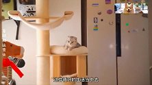爷爷奶奶回家了,猫咪开始自力更生…哈哈哈哈哈
