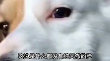 爆笑：这算是狗急跳墙吗？