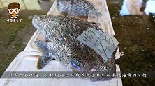 日本泰坦鱼，把刀折断，也难吃到肉，日本人却很爱吃！
