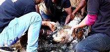 三只小狗被困焦油，小狗叫个不停，引起了人们的注意