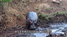 鳄鱼误闯河马大本营，被20头河马轮番输出，没见鳄鱼这么惨过