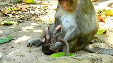 想喝到妈妈的奶还要看心情，妈妈一不高兴就要把小猴撂地上摩擦！