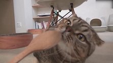 好机灵的猫咪啊，这好奇的模样，真是有趣！