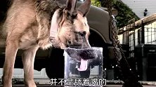 三个生活冷知识，可乐的冷知识，狗是如何喝水的，吞噬塑料的液体