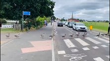 英国：伦敦20多只鹅排队横穿马路，司机停车耐心等待