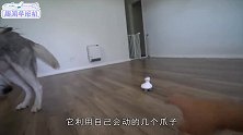 宠物通用按摩仪不仅猫咪喜欢它，就连二哈也是情有独钟