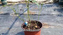 月季黑斑病光杆的正确处理方法，袖手旁观可能比乱操作更好