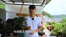 玉树叶片变“畸形”，越长越难看？夏天要学会预防