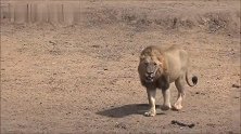 狮王饮水后继续巡逻，大部队在后面远远跟着