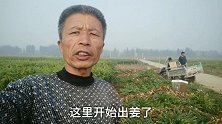 河北行唐，大姜亩产一万多斤和产量几千斤，对比一下就知道了