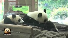 熊猫梦梦和两个可爱的宝贝嬉戏玩耍：我的娃就是这么好玩！