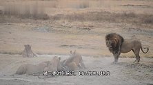 蒙格雄狮联盟：狮王吃饱后，教训抢食的母狮，实在是不讲道理