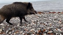 德国：男子在海滩偶遇野猪，大胆上前拍摄被咬伤