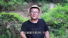 “红油猪耳”这样才爽，一次做了6只，色泽红亮，清脆爽口