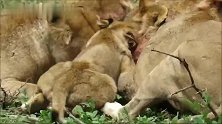 狮群内部竞争激烈，抢不到食就要饿肚子