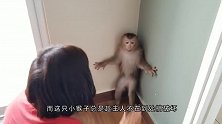 被主人宠坏了的猴子，不听主人教训直接被罚站，画面一度搞笑
