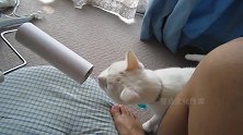 猫咪对滚筒十分好奇，这到底是啥玩意儿，能吃不