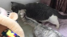 铲屎官被猫咪带到三楼以后拿出了逗猫羽毛，猫咪们玩上瘾了