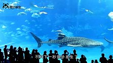 水族馆中一条剑鱼，突然冲向玻璃撞死自己，原因引人深思