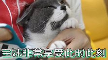 给3只猫刷牙掏耳剪指甲，老猫极力反抗气到说人话，小猫一脸享受