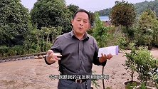 种植容器苗袋子怎么处理？很多人都没做对，老杨告诉你其中区别！
