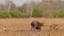 野狼单独捕杀野牛，被野牛疯狂踩踏，最后身负重伤！