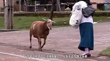 女子走在路上被羊给撞了，路人想英雄救美，不料惹祸上身了