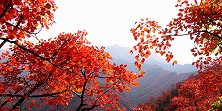美成一幅画！吉林延边枫叶迎最佳观赏期，色彩斑斓层林尽染