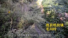 洛阳小伙深山养“杀人蜂”，自己赚钱不忘带动乡亲