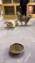 还以为是在舞狮，狗狗看到了食物，都不会走路了！