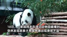 清迈总领馆确认“22岁旅泰大熊猫林惠死亡”：动物园将开新闻发布会说明