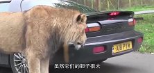 狮子一口咬住汽车后门，司机一脚踩油门，镜头记录全程
