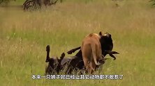 雄狮突然袭击饲养员！一旁母狮反应让人傻眼，镜头拍下全过程