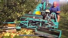 德国农庄机械化摘水果，实拍全程真是刷新认知，一地水果全扫上车