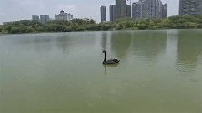 广西南宁：一只单身鹅徘徊相思湖 工作人员：抓它又飞回来