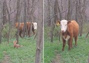 美国：一只吉娃娃外出遛弯，带回一头从牧场逃跑的牛