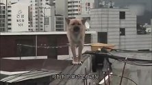 狗狗站在围墙上，不小心就掉下去了，背后的真相令人心酸