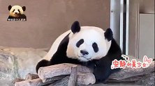 熊猫桃浜开启“特困生”模式，睡颜超治愈，大脸超可爱